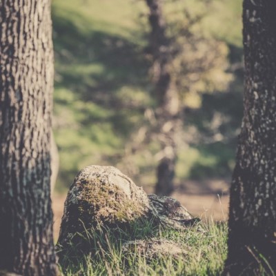 Nature22