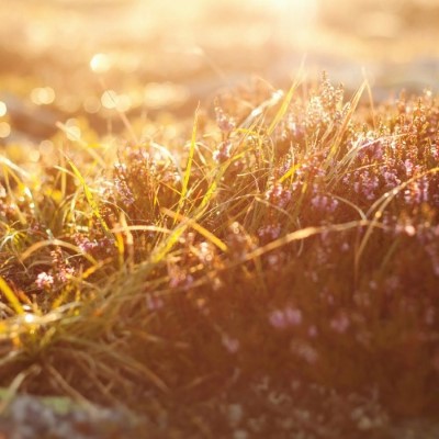 Nature30